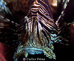 Face to face by Carlos Pérez 